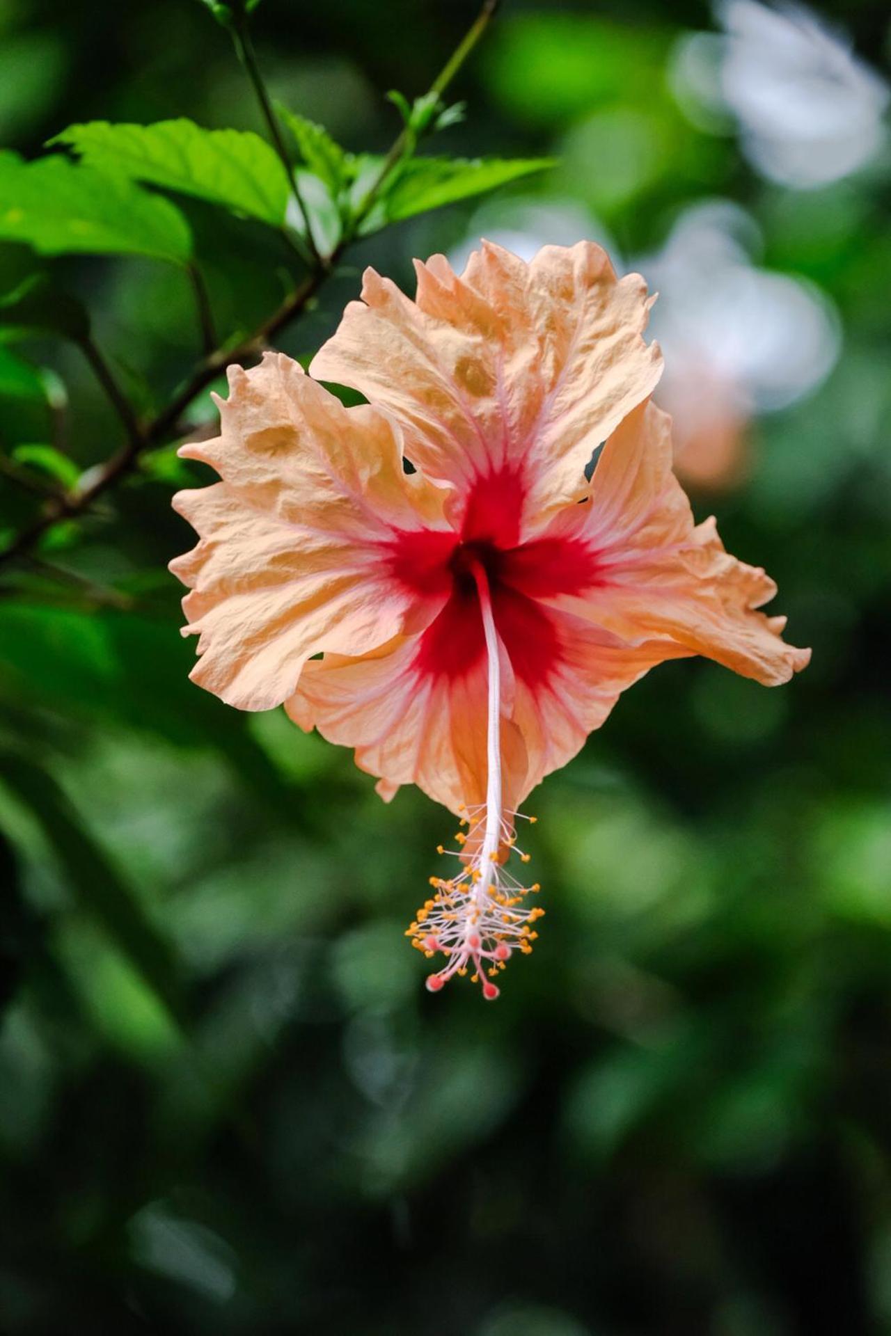 Casa Aldirica Otel Cahuita Dış mekan fotoğraf