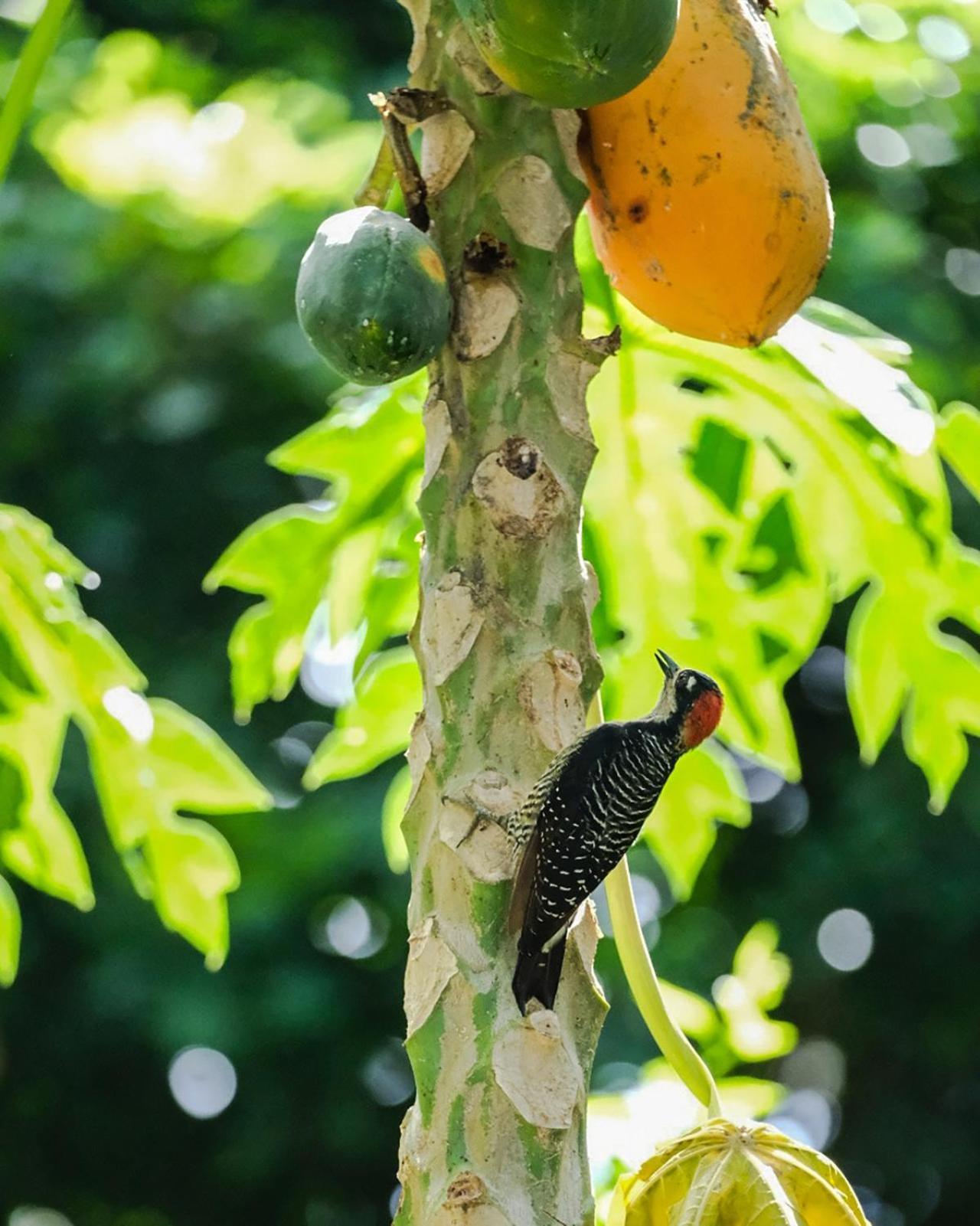 Casa Aldirica Otel Cahuita Dış mekan fotoğraf