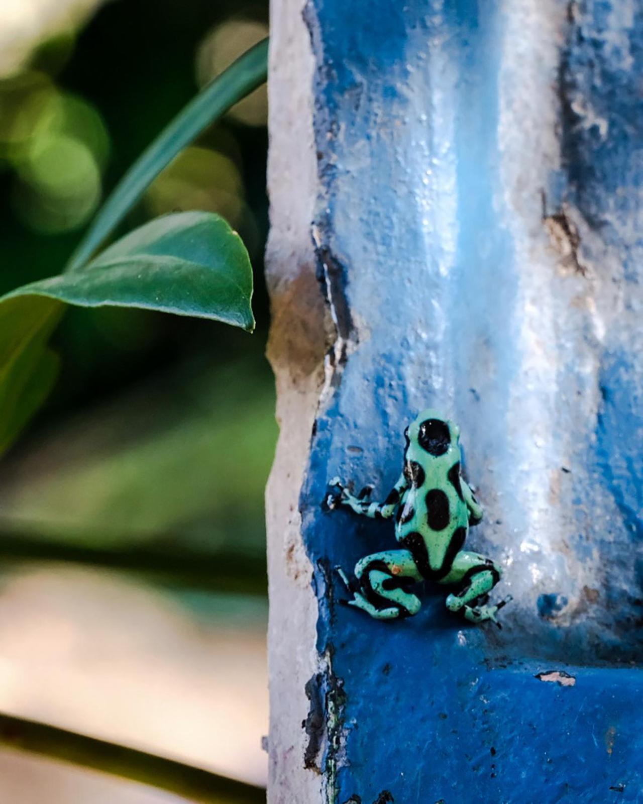 Casa Aldirica Otel Cahuita Dış mekan fotoğraf