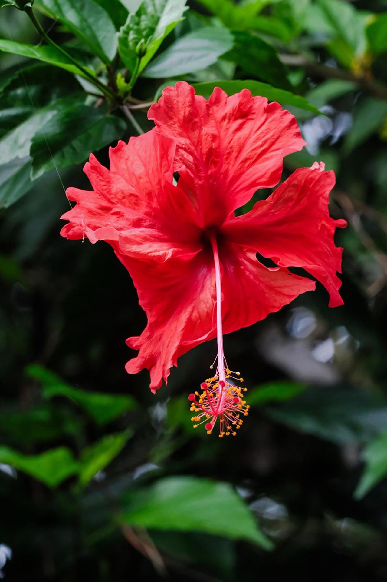 Casa Aldirica Otel Cahuita Dış mekan fotoğraf