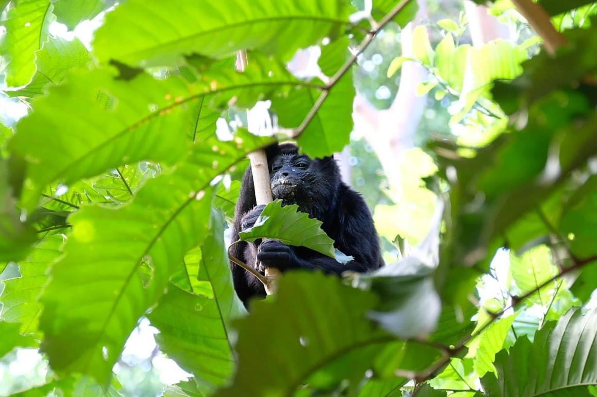 Casa Aldirica Otel Cahuita Dış mekan fotoğraf